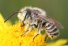 Megachile sp.